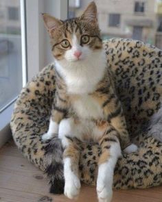 a cat sitting in a leopard print pet bed on a window sill looking out the window