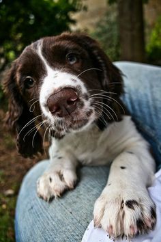 a brown and white dog sitting on top of a blue chair