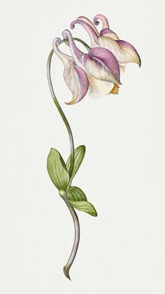 Columbine Flower Drawing, Columbine Flower, Indian Paintbrush, Watercolor Flowers Tutorial, Free Illustration Images, Flower Abstract, Visual Library, Flowers Tutorial, Floral Drawing