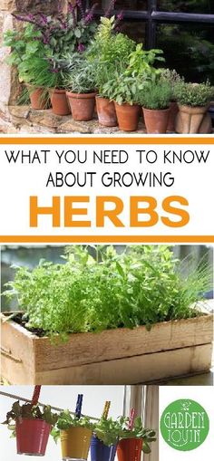 an image of herbs growing in the garden with text overlay that reads what you need to know about growing herbs