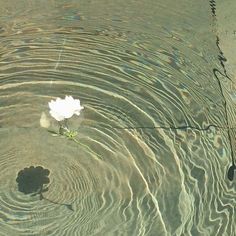 a white flower floating on top of a body of water