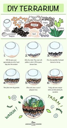 an illustrated guide to terrarium diy