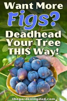 blue plums in a yellow bowl with the words, want more figs? deadhead your tree this way