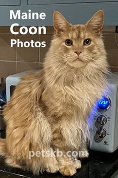 Simply beautiful, natural photos of our four Maine Coon cats. No waffly text, just photographs to browse through. Enjoy! Orange Tabby Mainecoon Cat, Owls Head Maine, Brown Mainecoons, Cat Biting, Maine Memes, Tonkinese, Scottish Deerhound