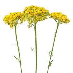 three yellow flowers with green stems against a white background