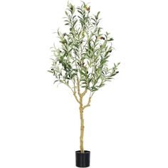 an olive tree in a black pot on a white background