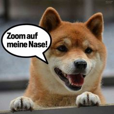 a dog with its mouth open and an empty speech bubble above it that says zoom aur meine nas