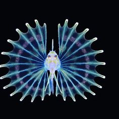 a blue and white butterfly with long wings on its back, against a black background