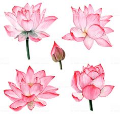 pink water lilies on white background with clippings