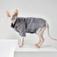 a cat wearing a sweater and jacket on top of a white surface with blue eyes