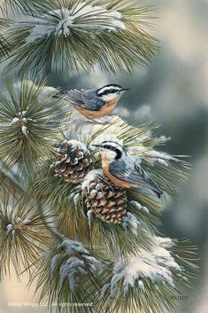 two birds perched on top of pine cones covered in snow next to each other,