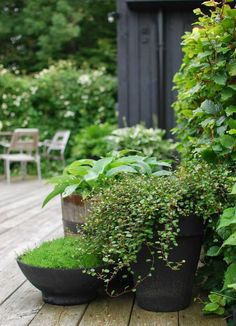 some plants that are sitting on a wooden deck