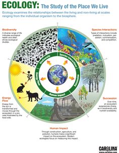 an image of the ecology wheel with animals and plants in different sections, including water, land