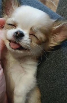 a small white and brown dog laying on top of a person's lap with its tongue hanging out