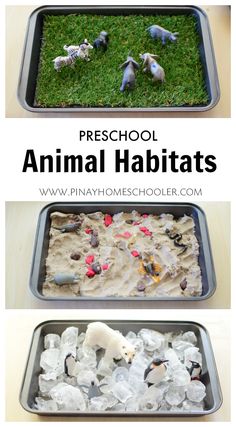 an animal habitat made out of ice and rocks with text overlay that reads preschool animal habitats