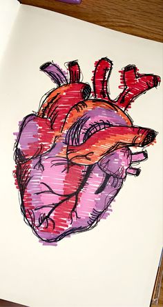 a drawing of a human heart on a piece of paper with marker and pen next to it