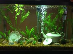 an aquarium with plants and teapots in it