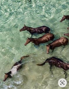 several horses are swimming in the clear blue ocean water, and one horse is jumping out of the water