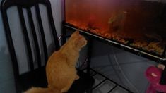 an orange cat sitting on top of a chair next to a fish tank and a stuffed animal