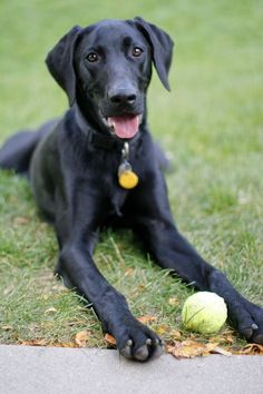 a black dog laying on the grass with a tennis ball in it's mouth