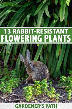 a rabbit sitting in the grass with text overlay that reads 13 rabbit - resistant flowering plants