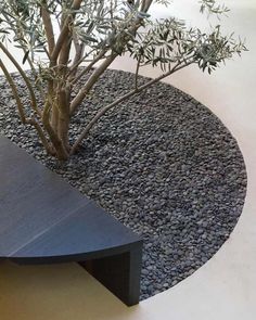 a bonsai tree in a black pot on top of a table