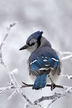 a blue bird sitting on top of a tree branch covered in snow and ice crystals