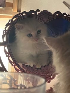 cute baby cat looking in mirror white kitten smol Cat Looking In Mirror, Looking In Mirror, Boyfriend Birthday Quotes, Thumbnail Ideas, Calming Pictures, Domestic Animals, Playlist Covers, Pretty Animals, Beautiful Bouquet Of Flowers