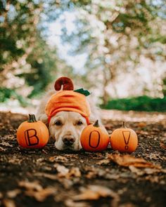 a dog laying on the ground with two pumpkins in front of him that say boy