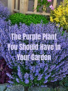 the purple plant you should have in your garden