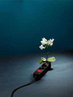 a small white flower in a black vase on a blue surface with a power cord