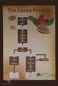 the cocoa process is depicted in this poster