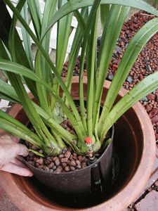 a potted plant is being held by someone's hand in the middle of it