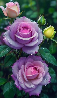 three pink roses with water droplets on them are in the foreground and green leaves