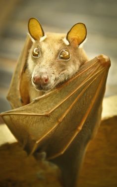 a close up of a bat with big eyes