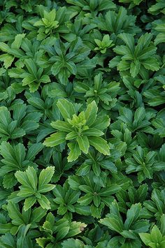 green leaves are growing on the ground