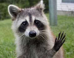 a raccoon standing on its hind legs in the grass