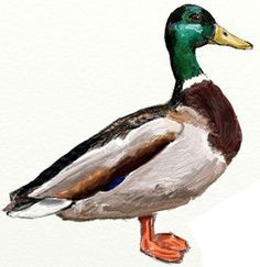 a drawing of a duck standing on one leg