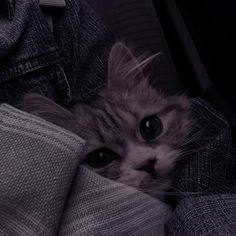 a cat is peeking out from under the covers on someone's lap, with their eyes wide open