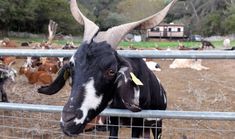 a black goat with long horns standing behind a fence in front of other goats and cows