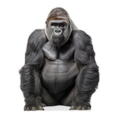 a gorilla sitting on the ground with his hands in his pockets