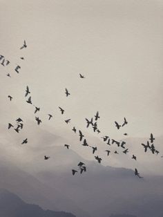 a flock of birds flying in the sky