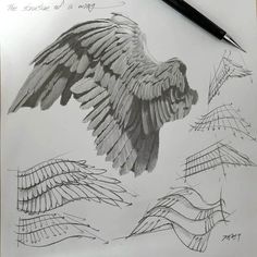 a pencil drawing of an eagle's wing and wings spread out in different directions