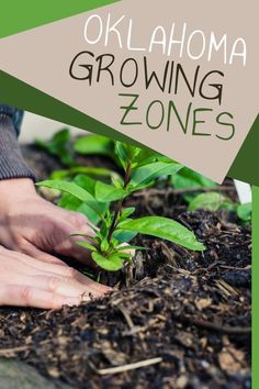 Growing Zones Map, When To Plant Garlic, Garden Zones, Homesteading Hacks, Plant Garlic, Fall Crops, Plant Vegetables, Spring Crops