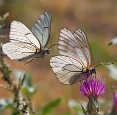 two butterflies sitting on top of a purple flower