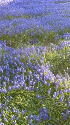 blue flowers are growing in the grass