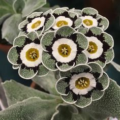 some white and black flowers with green centers