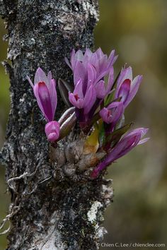 purple flowers growing out of the bark of a tree