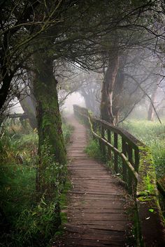 a wooden walkway in the woods with fog