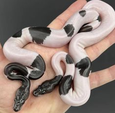 a hand holding three white and black snakes